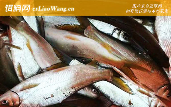 黄尾鱼:产卵量大