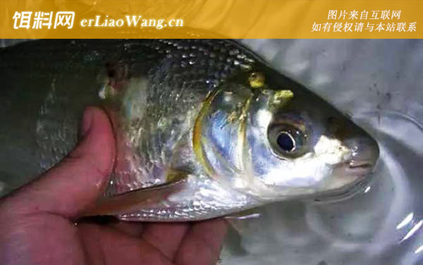 黄尾鱼:产地分布