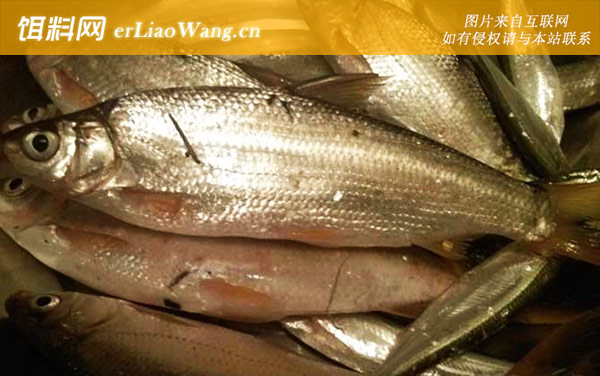 钓黄尾鱼:打窝诱鱼