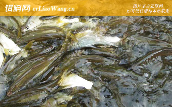 钓黄尾鱼:饵料选用