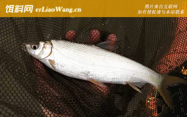 钓黄尾鱼:钓具搭配