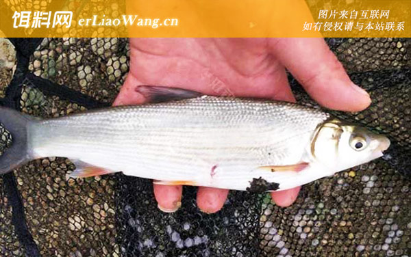 钓黄尾鱼:经典配方