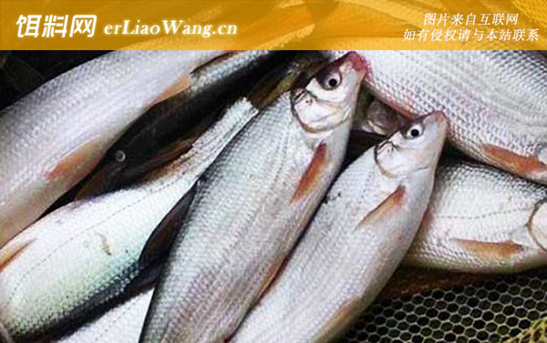 钓黄尾鱼:经典配方