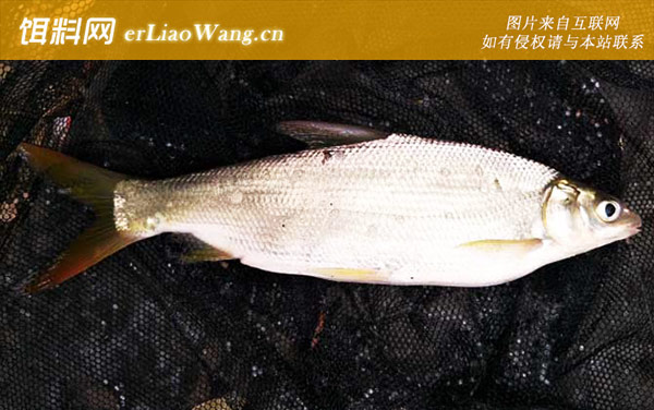 黄尾鱼:调漂方法