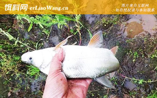 黄尾鱼:作钓技巧