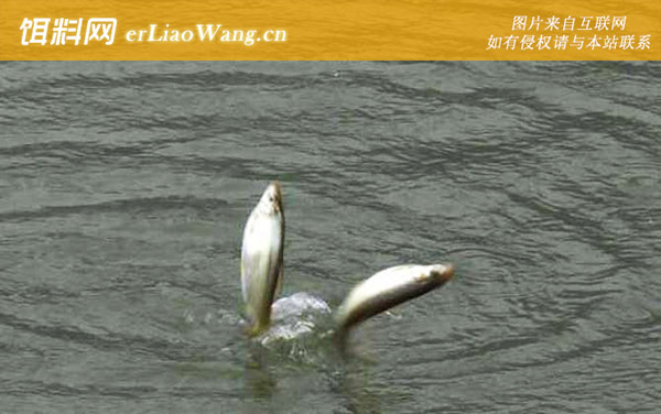 黄尾鱼:经典配方