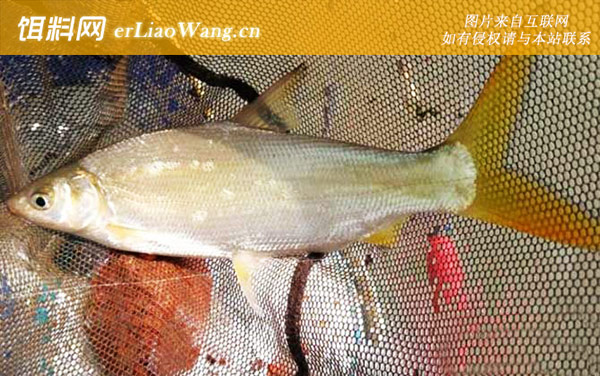 黄尾鱼:作钓技巧