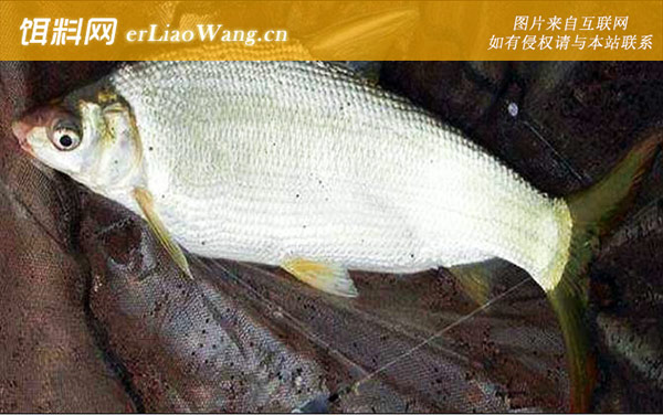 钓黄尾鱼:经典配方