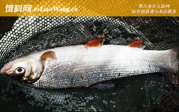 黄尾鲴:自制饵料