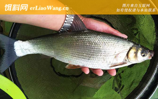 黄尾鱼:调漂方法