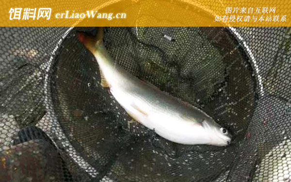 钓黄尾鱼:菜籽饼