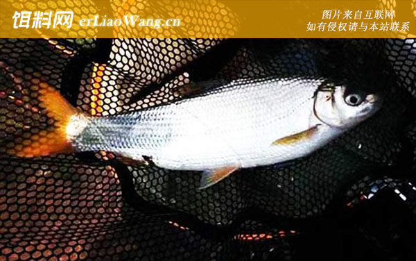 钓黄尾鱼:颗粒饲料