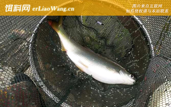 黄尾鱼可以用路亚钓吗-注意事项