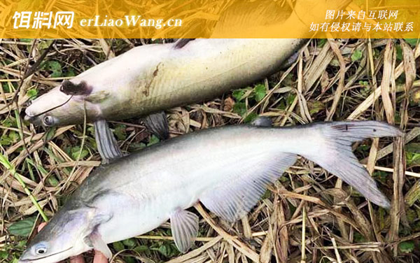 叉尾鮰:生活习性