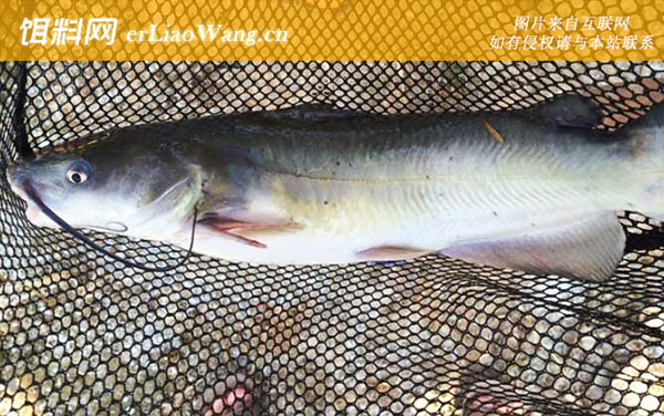 叉尾鮰鱼:食物习性