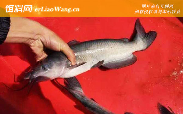 叉尾鮰鱼:食用价值