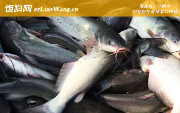 叉尾鮰鱼:分布范围