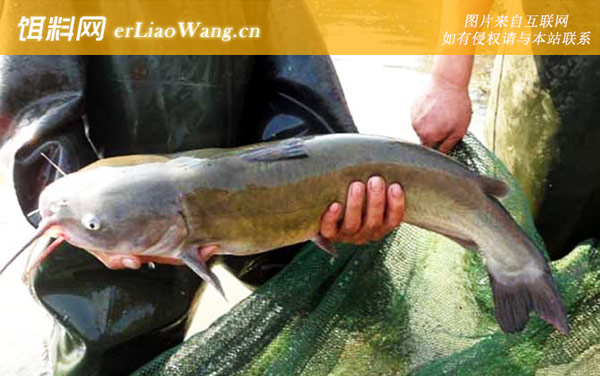 叉尾鮰鱼:营养价值