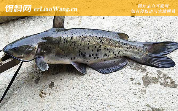 叉尾鮰吃什么食物-食物习性