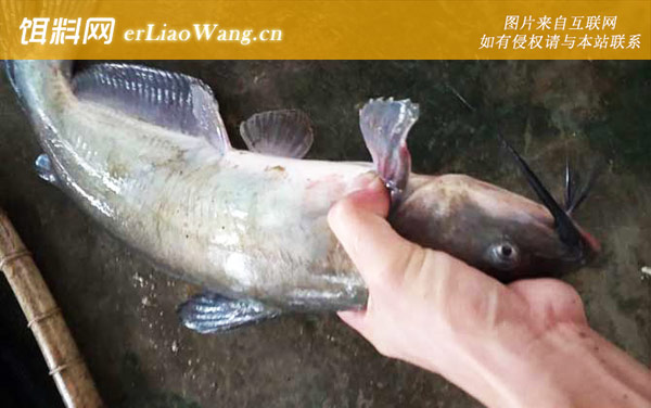 叉尾鮰:分布范围