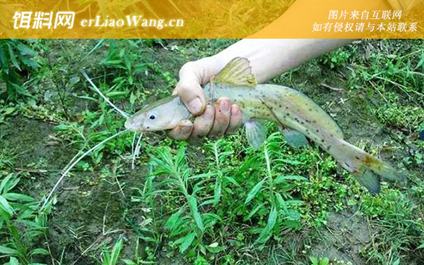 叉尾鮰鱼用什么饵料钓-红虫