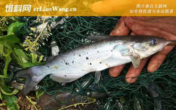 叉尾鮰鱼用什么饵料钓-鸭肠