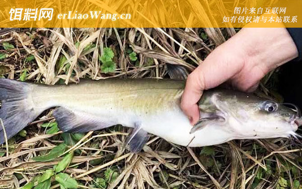 叉尾鮰鱼:饵料选用