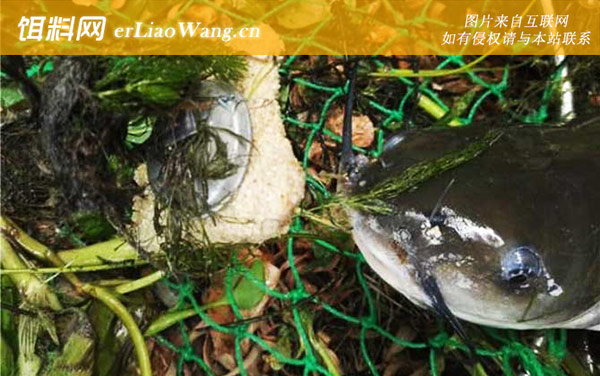 叉尾鮰鱼:注意事项