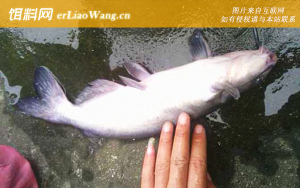 长吻鮠:生活习性