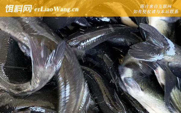 江团鱼:生活习性