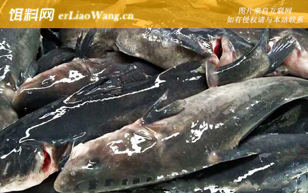 江团鱼:食用价值