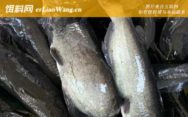 江团鱼:生活习性