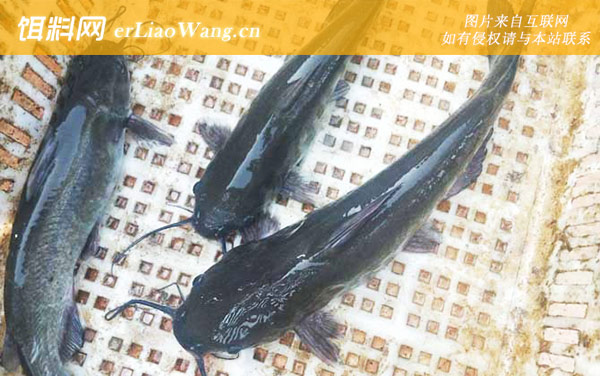 鮰鱼:鱼种论述