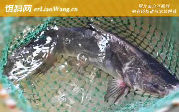 鮰鱼:生活习性