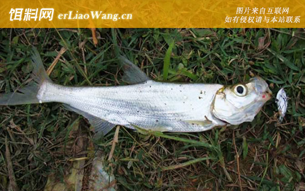 翘嘴鱼:摄食习性