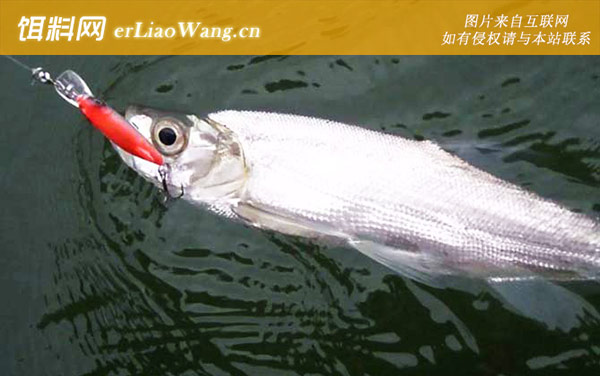 翘嘴鱼:饵料选用
