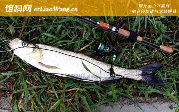 翘嘴鱼:产地分布