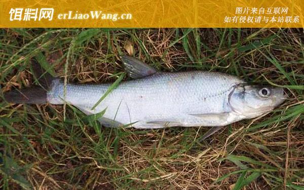 钓翘嘴鱼:商品饵料