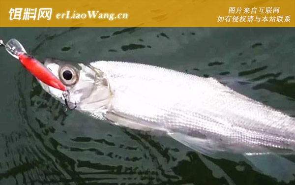 路亚翘嘴:摄食习性