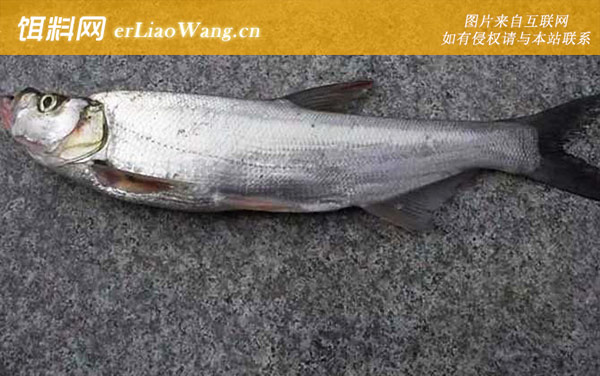 路亚翘嘴:最佳时间
