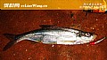 钓翘嘴鱼最佳时间是什么时候？