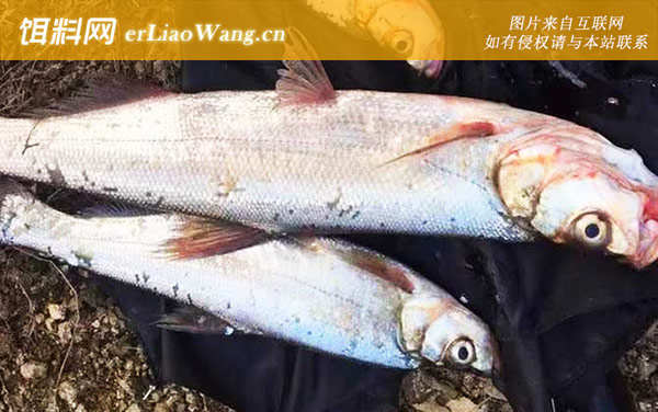 钓翘嘴鱼:打窝诱鱼