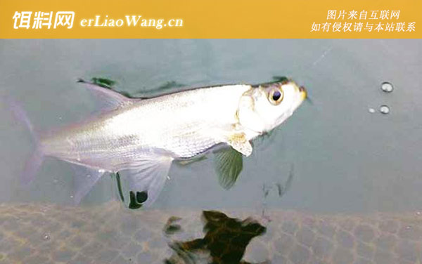 钓翘嘴鱼:提竿刺鱼