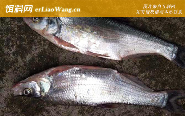 钓翘嘴鱼:摄食习性
