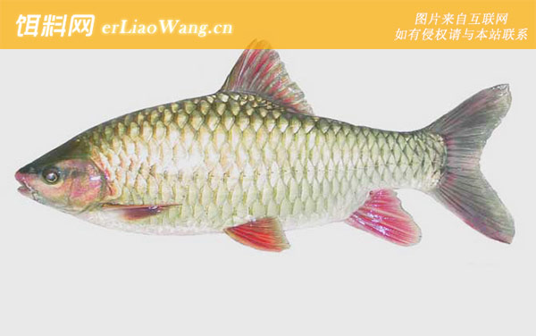 中华倒刺鲃:分布范围