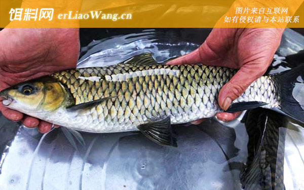 中华倒刺鲃:生活习性