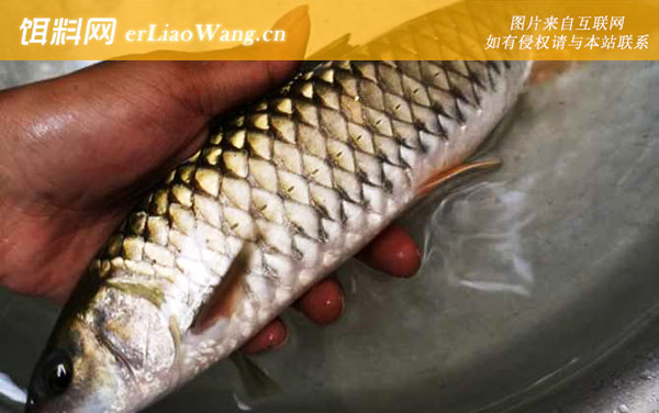 军鱼的生活习性及特点-生长速度快