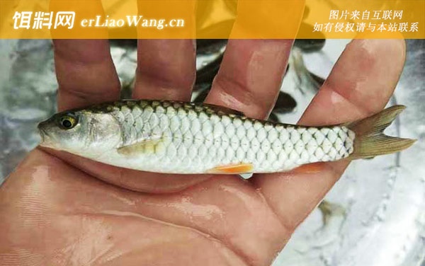 军鱼苗:生活习性