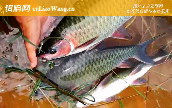 野生军鱼:产地分布