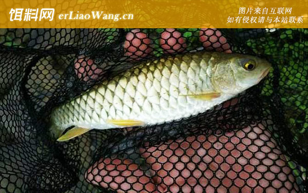 野生军鱼:生活习性